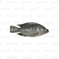 1/2 Tilapia Box | 20 lbs