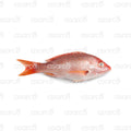 Red Snapper | 1 lb
