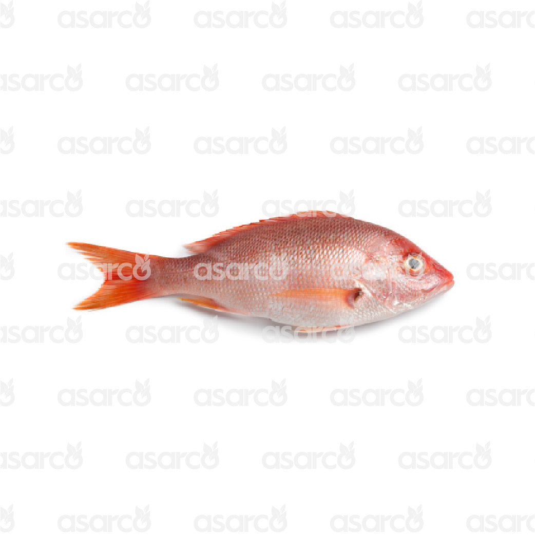 Red Snapper | 1 lb