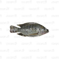 Tilapia Box | 40 lbs