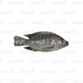 Tilapia | 1 lb