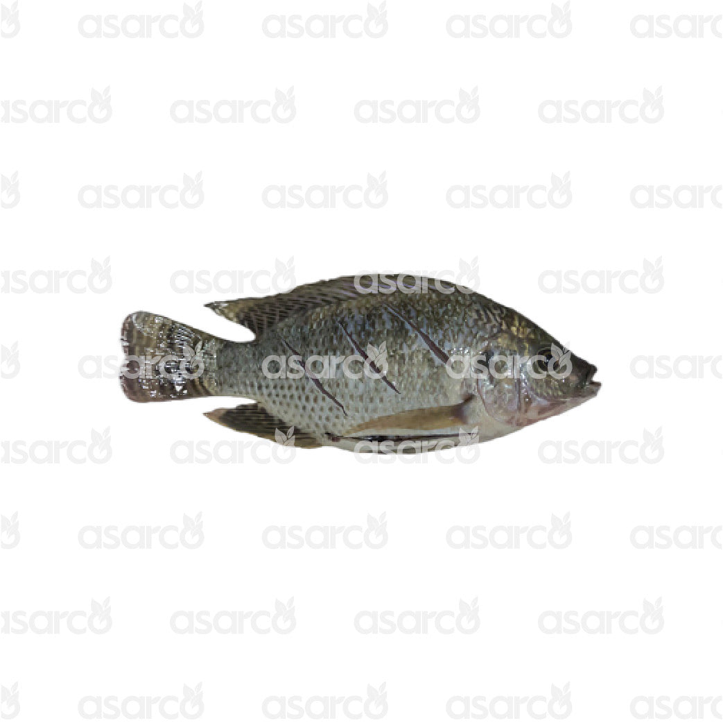 Tilapia | 1 lb